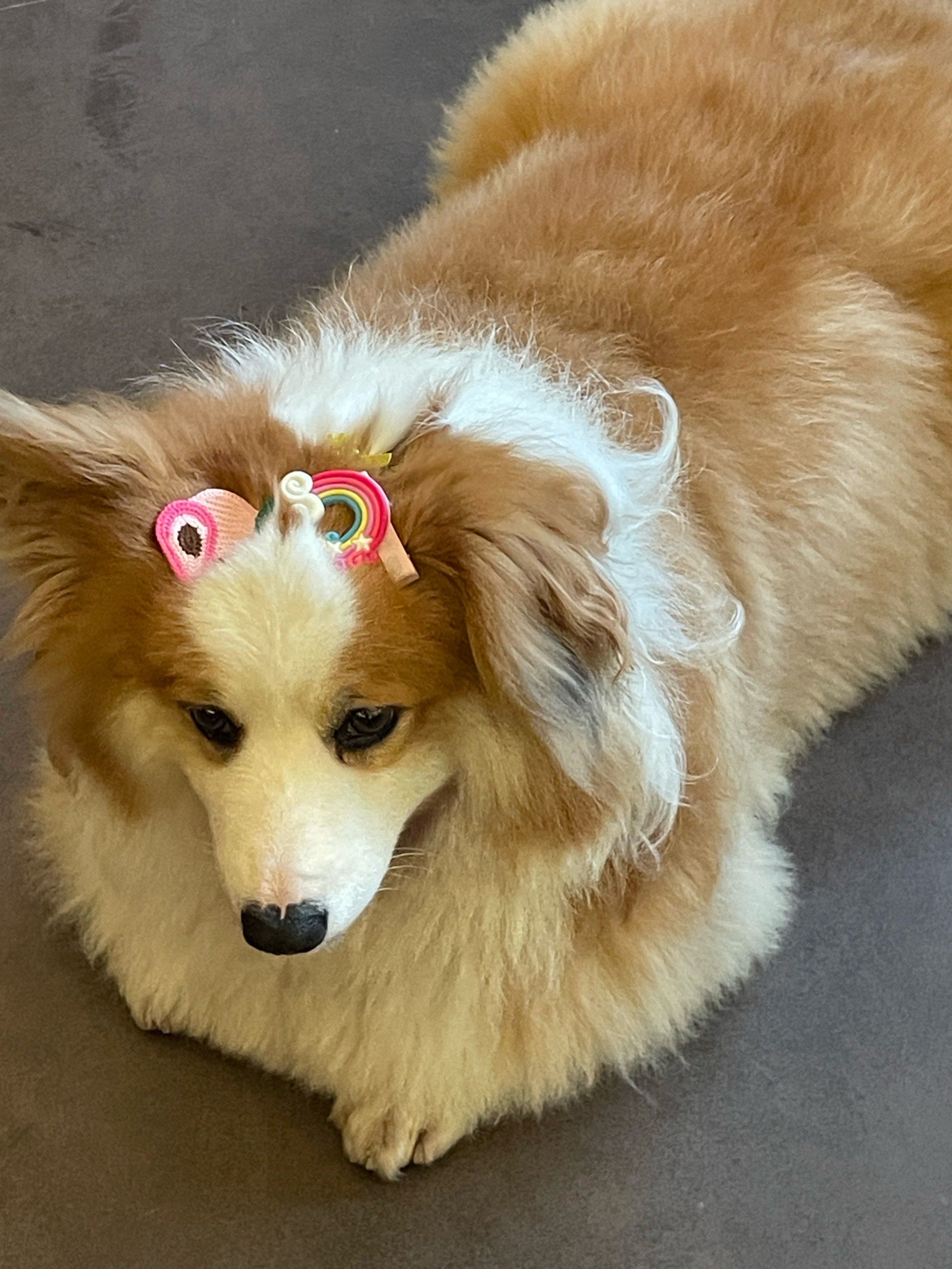 目前见过最大的柯基