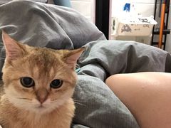 -lincat·猫舍(广州店)