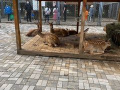 -长白岛森林公园