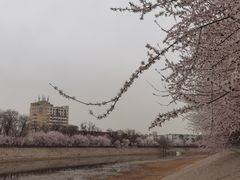 -桃花堤公园