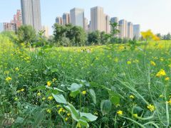 -长白岛森林公园