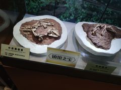 -河南自然博物馆