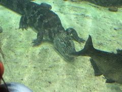 -上海海洋水族馆