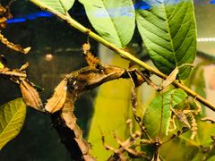 -上海大自然野生昆虫馆(东方明珠·爬宠昆虫探索中心)