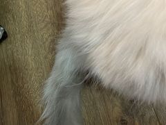-四月宠物医院·猫专科·心脏专科·内科(转塘店)