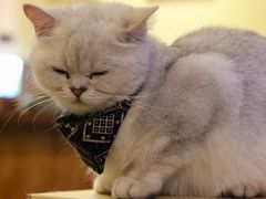 -猫色咖啡·猫咖