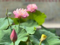 -莲花池公园