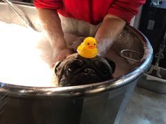 -PETKIT小佩宠物·低压洗护(国顺东路店)