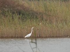 -野鸭湖国家湿地公园