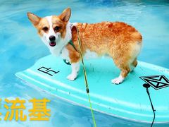 -汪说喵讲宠物乐园宠物酒店(红星美凯龙店)