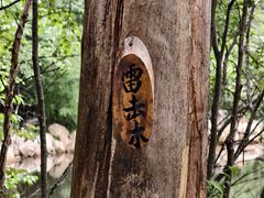 -汤旺河林海奇石景区
