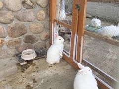 -神户市立六甲山牧场