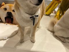 -柴务处·柴犬主题狗咖