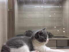 -飞行喵MR PILOT|猫舍·猫咖(静安大融城店)