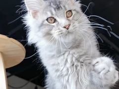 -十年猫舍·猫咪专门店(普陀店)