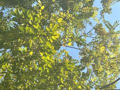 -贺记蛋烘糕(青羊第五分店)