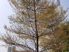 -四海公园(南山区)