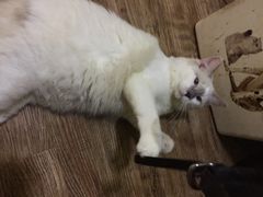 猫色咖啡-猫色咖啡·猫咖