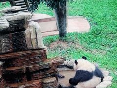 -中国大熊猫保护研究中心雅安碧峰峡基地