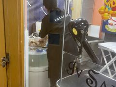 -车接车送·寄养洗护·德文猫舍(大宁店)
