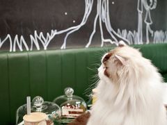 -安格丽娜·狗咖·猫咖羊驼咖(春熙路百盛商场店)