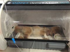 手术刚结束-西安京西宠物医院·瘫痪·疑难杂症