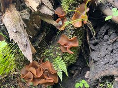 -峡谷浮石林景区