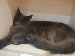 -猫大福·Fortune Cat猫舍(百子湾店)