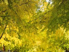 -三里屯东五街银杏大道