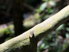 -莫里热带雨林景区