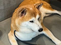 -Again Coffee Roaster(香蜜湖店)