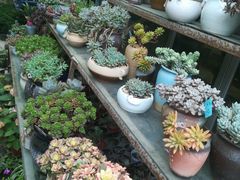-金科花卉市场