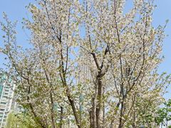 -西北湖绿化广场