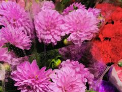 -双季花艺园艺市场(浦东店)