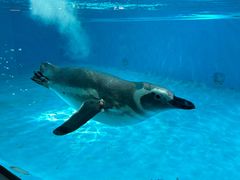 -帝企鹅自助餐厅•儿童岛•真企鹅(长隆企鹅酒店)