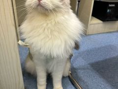 -佑安动物医院·全科·内窥镜中心(幸福巷店)