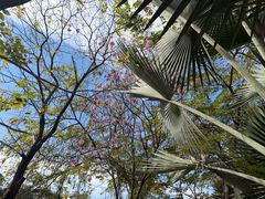 -西双版纳总佛寺