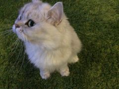 -纳吉亚猫专科动物医院博雅分院