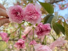 -羊山湖公园