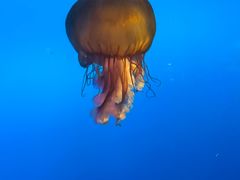 -太平洋海底世界