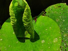 -上海市龙华烈士陵园