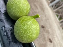 -梨木台悦来客农家院