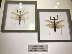 -上海昆虫博物馆