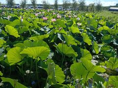 -北纬44度·金珠花海休闲农业旅游景区