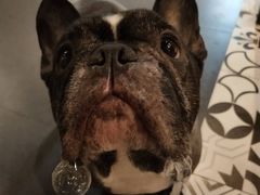 -萌兽医馆·宠物医院·猫骨科(创景店)