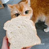 每年秋天的期盼就是这一口桂花味