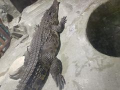 -上海大自然野生昆虫馆(东方明珠·爬宠昆虫探索中心)