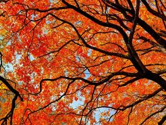 -叠溪松坪沟景区