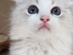 -东方名猫馆·英短金渐层布偶猫舍(环线广场1号楼店)