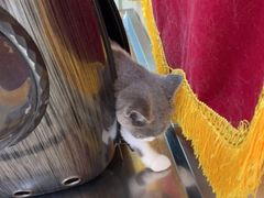 -A猫a狗全科·犬猫异宠·芥西宠物医院(南开总院)